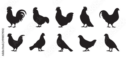 Poultry bird silhouettes, domestic fowl, chicken and dove black icons set, farm animals collection