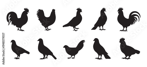 Domestic poultry and pigeon silhouettes, farm bird collection, chicken rooster hen fowl icons set
