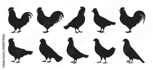 Various bird silhouettes, domestic fowl and poultry, chicken, rooster, pigeon icons, farm animals
