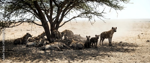 African lion pride resting under acacia tree in savanna landscape with cubs and adults in natural wildlife habitat during golden hour.