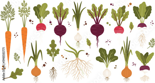 Large set of hand drawn root vegetable vectors including carrots radishes beets and onions with green leaves and roots in a flat rustic style isolated on white background.