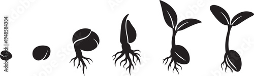 Plant growth stages from seed to sprout development process
