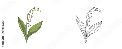 Lily of the valley flower illustration in flat cartoon and linear styles green and white colors floral botanical element for spring garden and nature decoration on white background