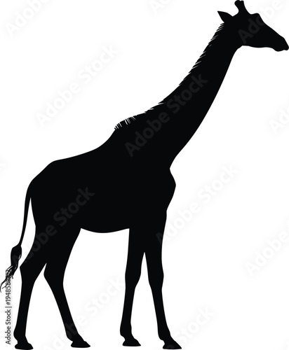 Adult giraffe silhouette vector in side profile view for wildlife conservation safari travel and nature educational graphic designs.