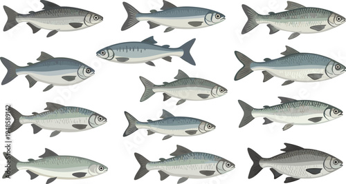 Realistic flat vector illustration set of silver herring or sardine fish in various sizes and angles isolated on white background for seafood market design.