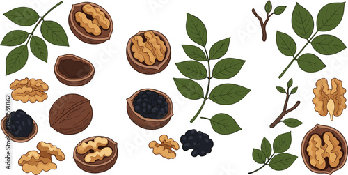 Vector set of walnut illustrations featuring whole nuts shells kernels and green leaves for healthy food packaging organic snacks and botanical designs.