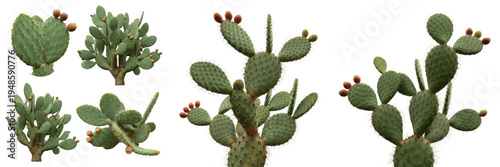 Foto Set and collection of prickly pear cactus plants with red fruits in various growth stages and angles isolated on white transparent PNG background
