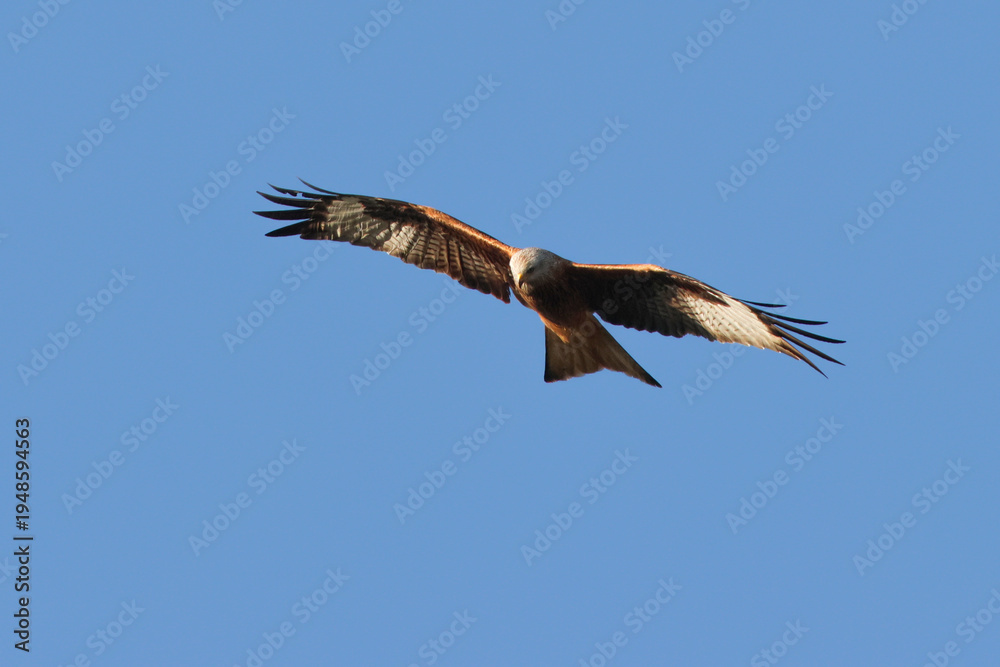 Fototapeta premium Red Kite Flying - 241D0309