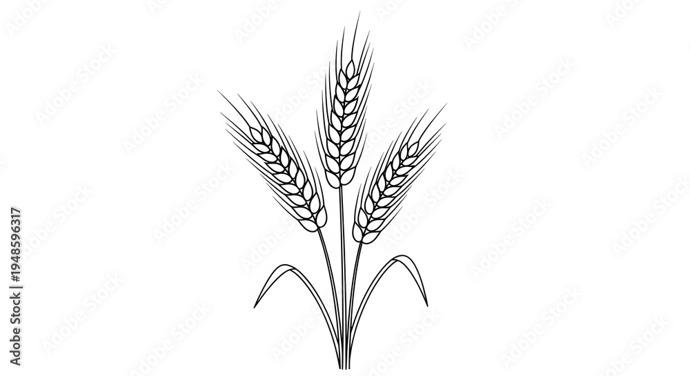 Fototapeta premium A simple black and white drawing of three ears of wheat on a plain white background without any other elements.