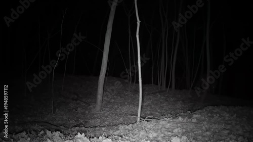 Ein Wolf in der Nacht auf Nahrungssuche während der Zeit des Fellwechsels 