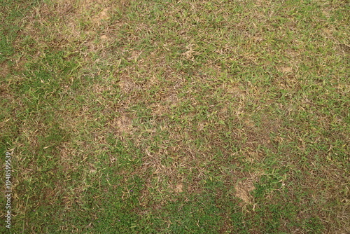 Bild auf Leinwand Close-up overhead view of a patchy, dry, and somewhat brown lawn with visible de