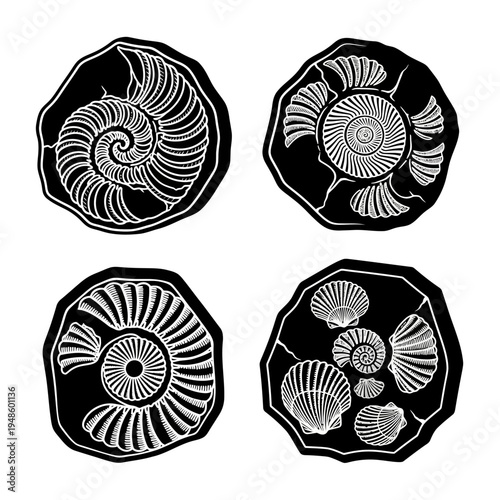 Collection of Fossilized Ammonites and Shells on Black Background, Vintage Illustration