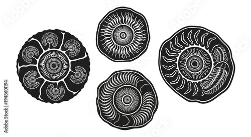 Fossilized Ammonites: Ancient Marine Life, Spiral Shells, Prehistoric Creatures, Geological Specimens