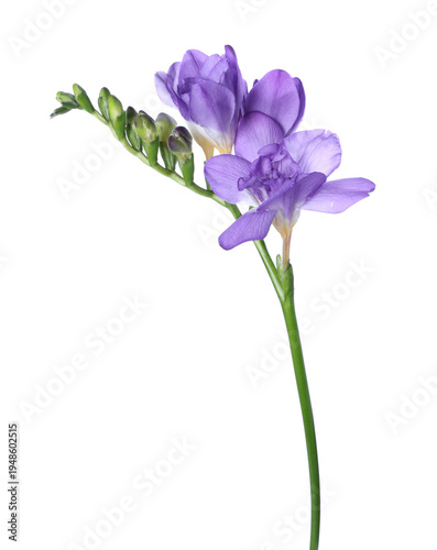 Fotografie Beautiful blue freesia flower isolated on white