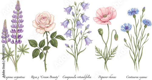 Watercolor floral illustration of a collection of five distinct wild and garden flowers, including lupine, rose, bellflower, poppy, and cornflower