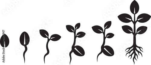 Plant growth stages from seed to sprout development process