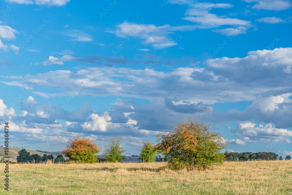 Fototapeta premium Soft Afternoon Light Over Rural Field
