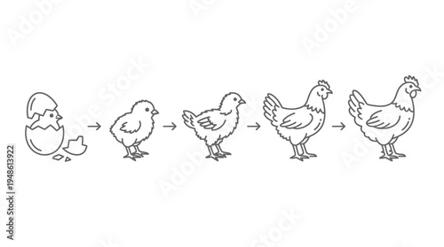 The life cycle of chickens from egg to adult stages illustrated