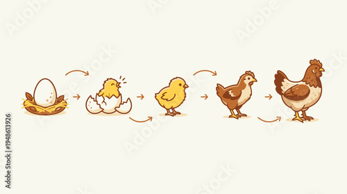 Icon set illustrates chicken growth stages from egg to adult bird