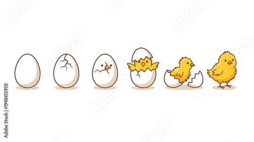 Chick hatching lifecycle stages illustration shows eggs and chicks