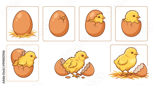 Chicks emerge from eggs in a farm setting with hay.