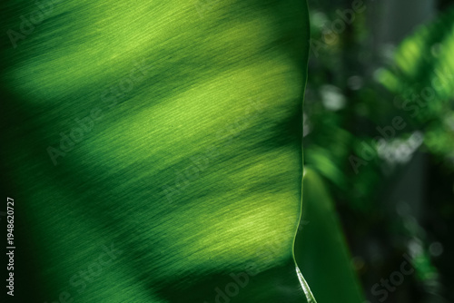 Close-up of green leaf texture with sunlight shining through  the leaf surface. Natural background concept representing freshness, nature, ecology, and environmental sustainability.