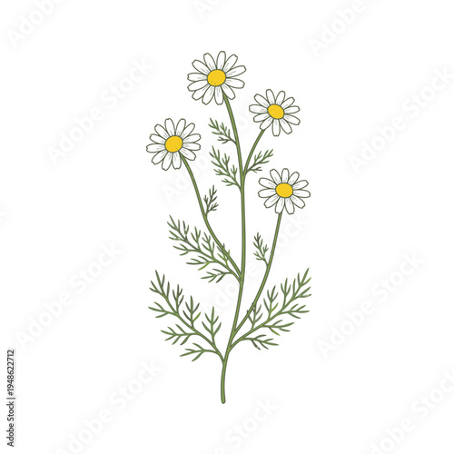 Delicate Chamomile Flowers Branch Illustration.