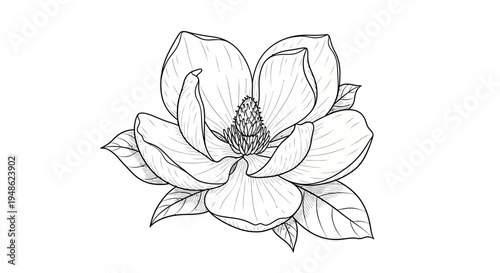 Magnolia Flower Drawing, Black and White Sketch, Botanical Illustration