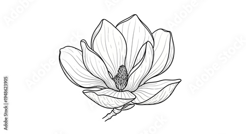 Magnolia Flower Line Art Drawing, Elegant Botanical Illustration, Black and White Floral Sketch