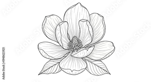 Magnolia Flower Drawing, Black and White Sketch, Botanical Illustration