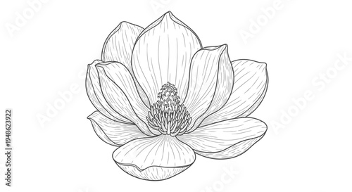 Magnolia Flower Drawing, Black and White Botanical Illustration, Elegant Floral Sketch