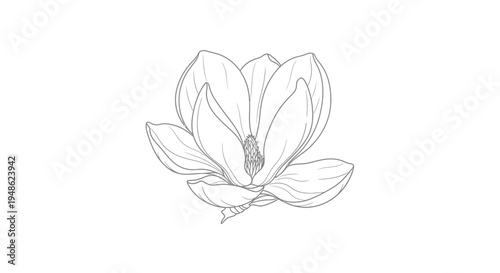 Magnolia Flower Line Drawing: Elegant Botanical Illustration