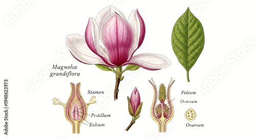 Magnolia Grandiflora Flower Anatomy: Detailed Botanical Illustration