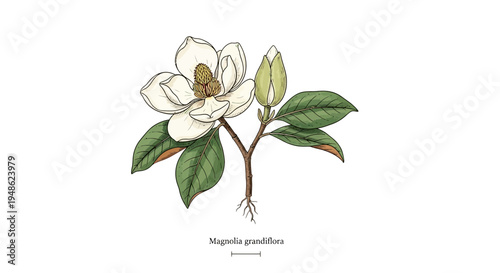 Magnolia Grandiflora Flower and Bud Illustration, Botanical Art