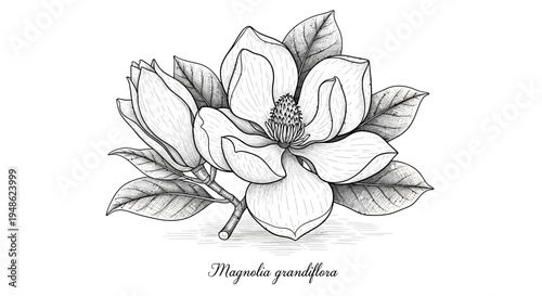 Magnolia Grandiflora Flower Illustration - Vintage Botanical Drawing