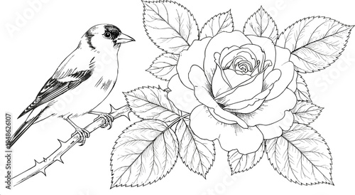 "Detailed black and white line drawing of bird perched on thorny branch beside blooming rose flower with leaves, perfect for coloring and botanical illustration"