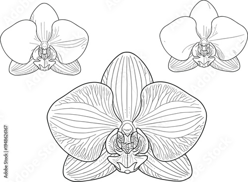 Detailed black and white line art illustration of three blooming Phalaenopsis orchid flowers isolated on white background for botanical design or coloring book.