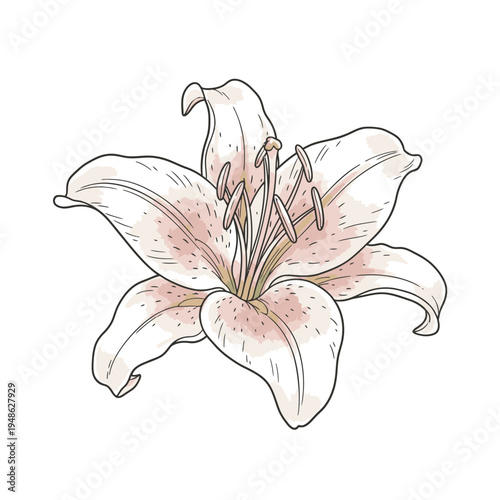 Delicate Pink Lily Flower Illustration with Detailed Petals and Stamens.