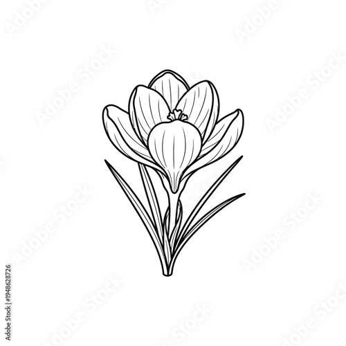 Elegant Crocus Flower Outline Drawing Simple Botanical Illustration.