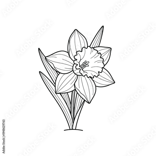 Elegant Daffodil Flower Outline Drawing.