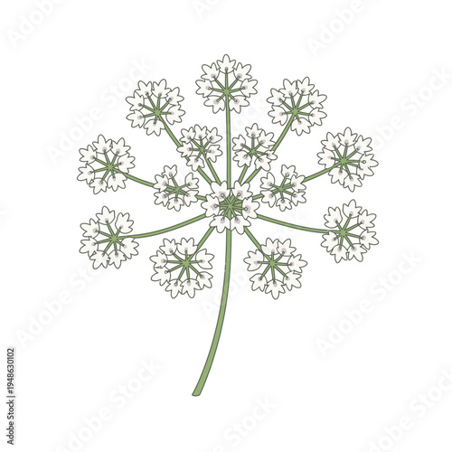 Delicate White Flower Blossom with Green Stem.