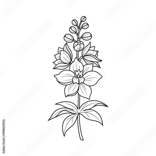 Elegant Delphinium Flower Line Art Illustration.