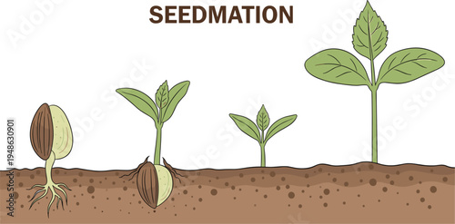 Seed Germination Stages – Plant Growth Process Vector Illustration from Seed to Plant