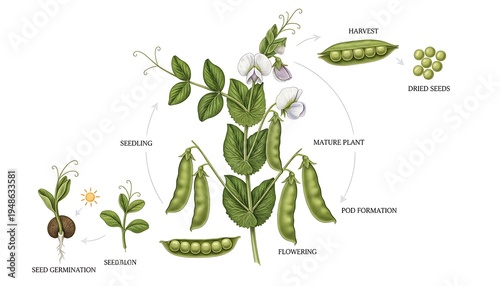 Green Pea Plant Diagram with Growth Stages and Seeds