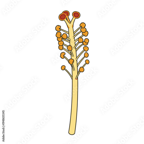 Detailed Illustration of a Hibiscus Stamen Structure.