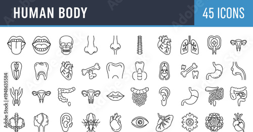 Comprehensive human body anatomy line icons set featuring skull heart lungs spine stomach tooth eye and internal organs.