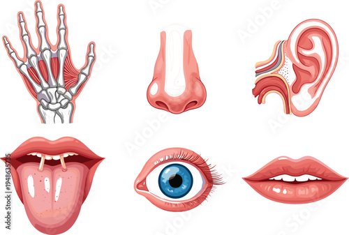 Detailed human sensory organ vector set featuring hand skeletal structure nose ear cross section eye and tongue,