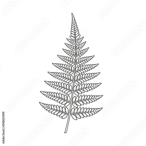 Detailed Illustration of a Single Fern Leaf Branch.