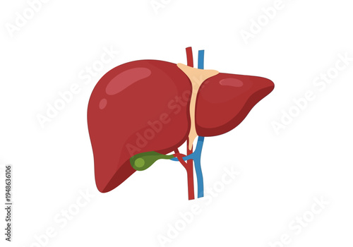 Anatomical illustration of a human liver with associated structures on a white background