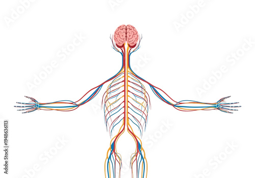 Anatomical illustration of the central and peripheral nervous and circulatory systems